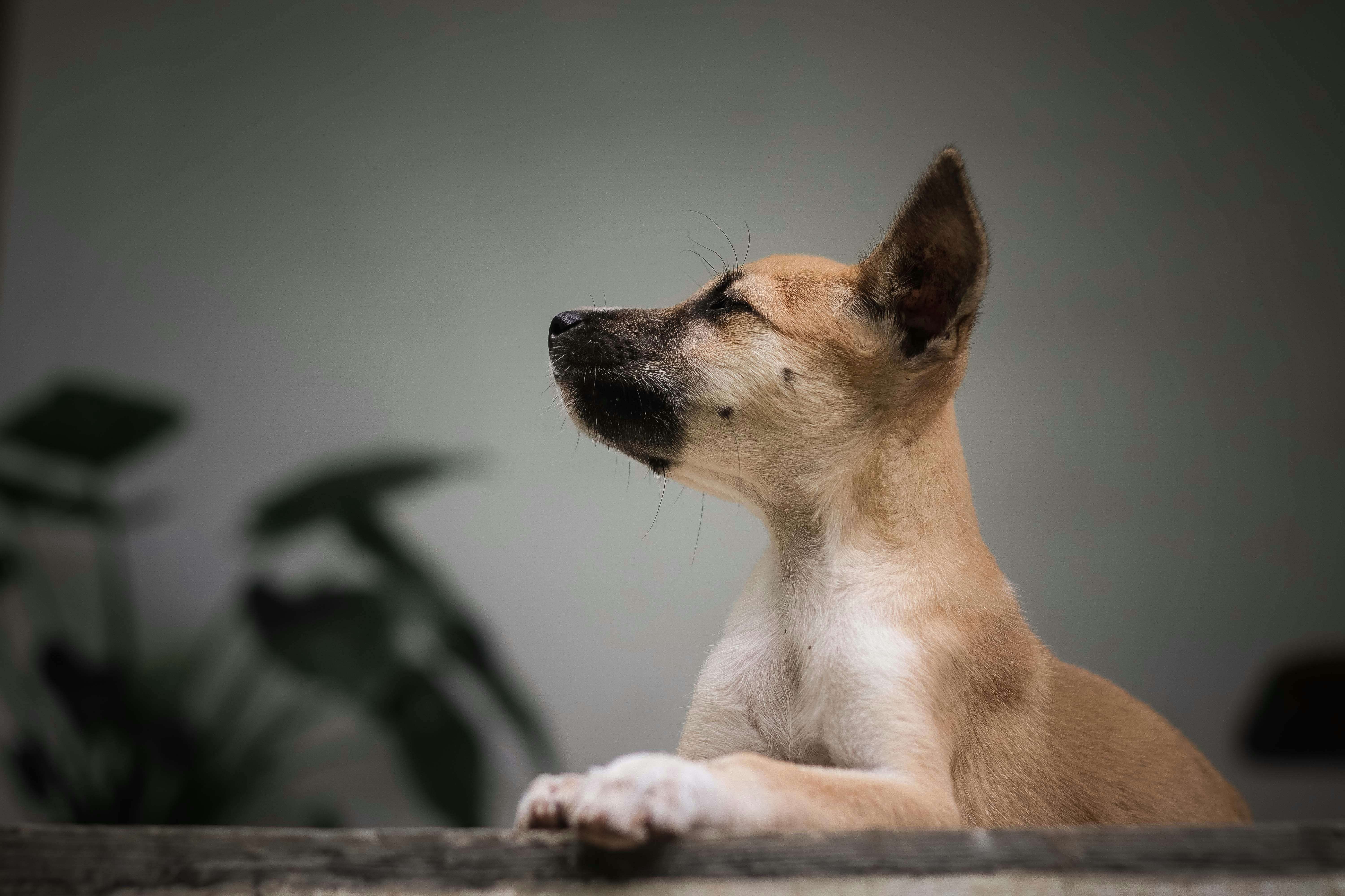 강아지가 특정 음식만 거부하는 이유와 그 배…